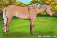 Horse Color:Silver Bay Dun Rabicano 