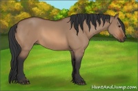 Horse Color:Bay Dun
