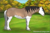 Horse Color:Bay Dun Splash 