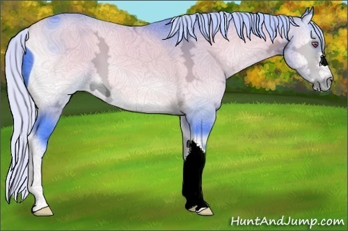 Horse Color:ERROR: UNKNOWN ANOMALY
