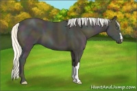 Horse Color:Midnight Gold Cream Champagne Ice