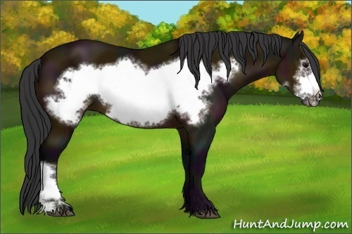 Horse Color:Midnight Bay Frame