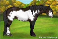 Horse Color:Midnight Bay Frame