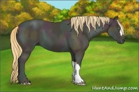 Horse Color:Midnight Buckskin Pearl 
