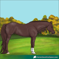 Horse Color:Chocolate Black