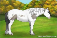Horse Color:Grullo Sabino Splash Tobiano 