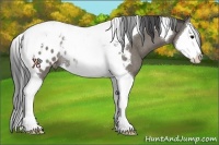 Horse Color:Grullo Splash Tobiano Appaloosa Rabicano 