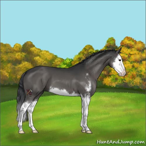 Horse Color:Grullo Sabino Splash 