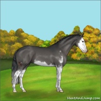 Horse Color:Grullo Sabino Splash