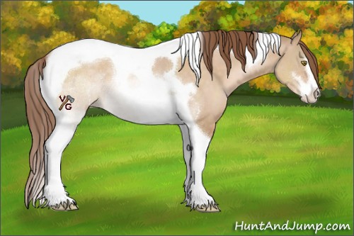 Horse Color:Brown Pearl Dun Sabino Tobiano 