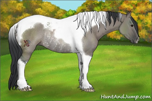 Horse Color:Grullo Tobiano Rabicano 