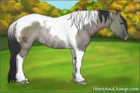 Horse Color:Grullo Tobiano Rabicano 