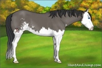 Horse Color:Grullo Sabino Splash 