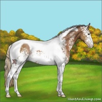 Horse Color:White Spotted Chestnut Tobiano Rabicano 