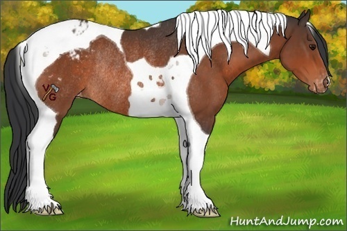 Horse Color:Bay Tobiano Blanket Rabicano 