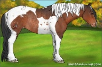 Horse Color:Bay Tobiano Appaloosa Rabicano 