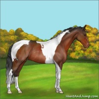 Horse Color:Bay Tobiano Varnish Rabicano 