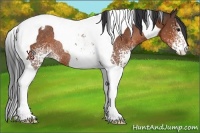Horse Color:White Spotted Bay Tobiano Varnish Rabicano 