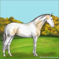 Horse Color:Buckskin Dun Splash Tobiano 