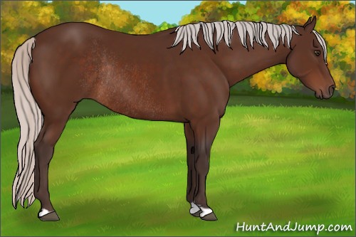 Horse Color:Silver Brown Rabicano