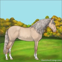 Horse Color:Silver Sable Champagne Dun Rabicano 