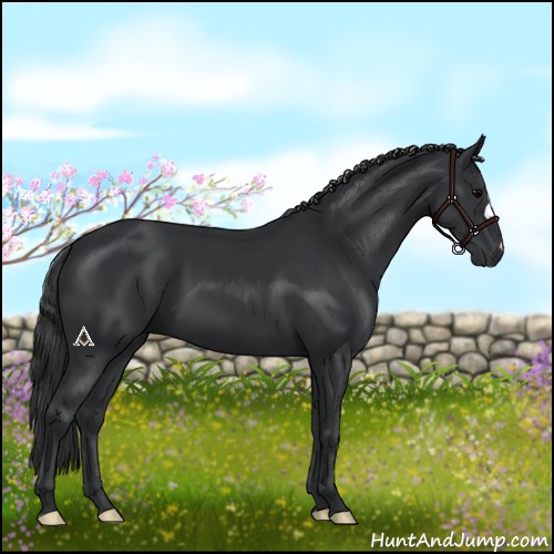 Horse Color:Black 