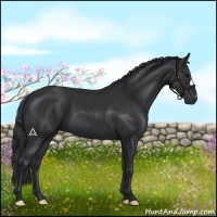 Horse Color:Black 