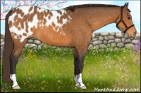 Horse Color:Buckskin Appaloosa