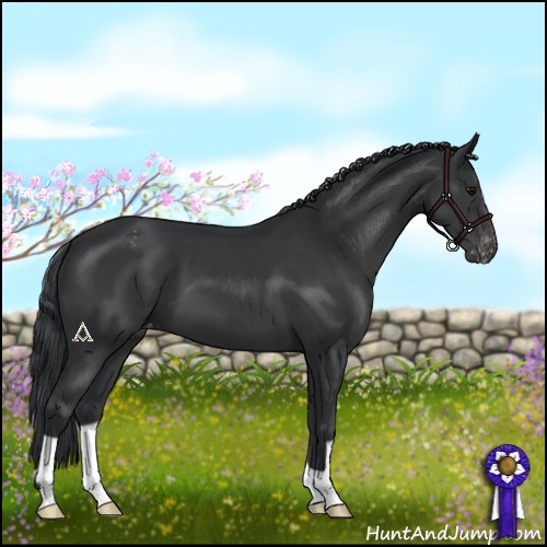 Horse Color:Black Appaloosa 