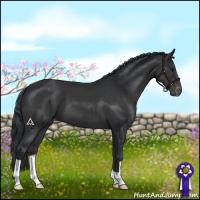 Horse Color:Black Appaloosa