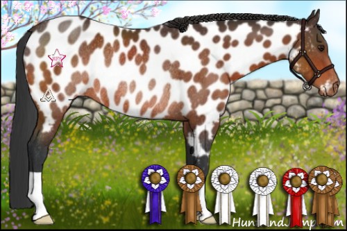 Horse Color:Brown Appaloosa Rabicano