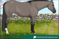 Horse Color:Grullo 