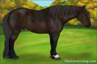 Horse Color:Midnight Bay 