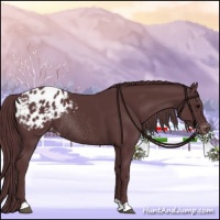 Horse Color:Chocolate Black Appaloosa Rabicano 