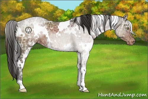 Horse Color:White Spotted Liver Chestnut Ice Appaloosa 