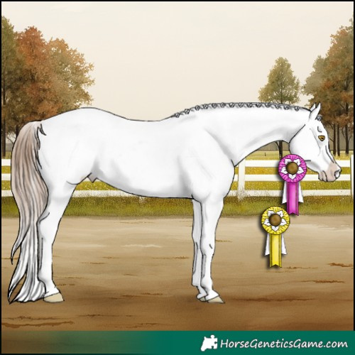 Horse Color:White Spotted Brown Pearl Appaloosa 