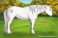 Horse Color:Gray Silver Black Sabino 