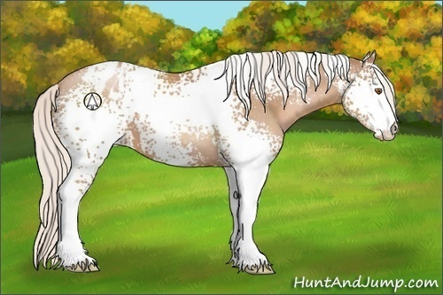 Horse Color:White Spotted Silver Black Pearl Blanket 