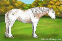 Horse Color:White Spotted Silver Black Pearl Blanket 