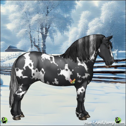 Horse Color:White Spotted Black 