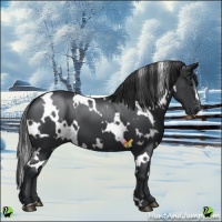 Horse Color:White Spotted Black
