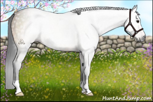 Horse Color:Gray Bay Dun
