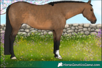 Horse Color:Gray Brown Dun 