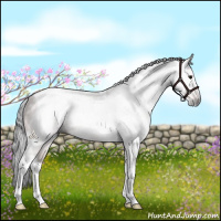Horse Color:Gray Bay Tobiano Rabicano 