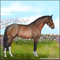 Horse Color:Bay Rabicano 