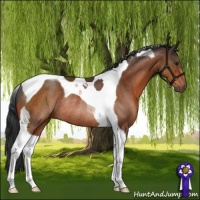 Horse Color:Brown Tobiano Rabicano 