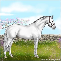 Horse Color:Gray Bay Tobiano 