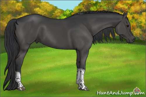 Horse Color:Black Tobiano Rabicano