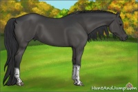 Horse Color:Black Tobiano Rabicano