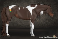 Horse Color:Liver Chestnut Tobiano 